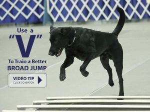 Using a "V" to Teach Your Dog a Better Broad Jump