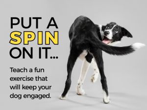 Teaching your dog to spin