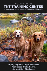 training 2 dogs to stand stay in a fall scene
