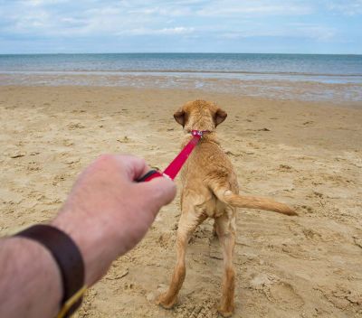 Leash training
