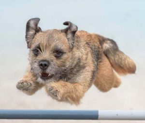 intro to agility - dog jumping over bar jump