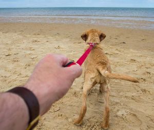 dog pulling owner towards beach