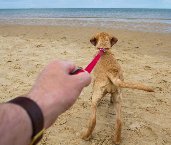 Dog pulling owner towards beach - leash training would help