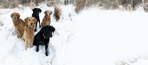 Janice's 5 dogs in the snow