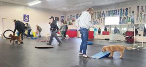 Puppy class confidence course