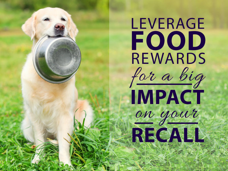 Leverage Food Rewards for a Big Impact on your Recall