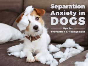 Separation anxiety in dogs - small dog with ripped up couch