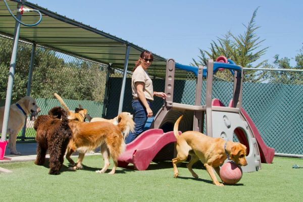 Happy dogs playing with a ball at Doggy Daycare
