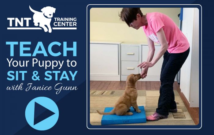 Teach Your Puppy to Sit & Stay