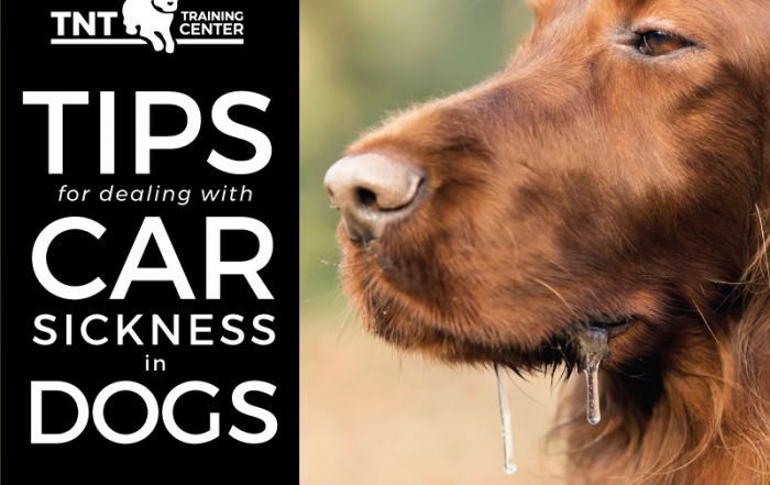 tips for dealing with car sickness in dogs
