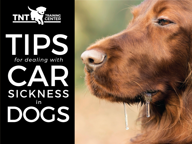 Tips for Dealing with Car Sickness in Dogs