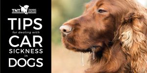 tips for dealing with car sickness in dogs