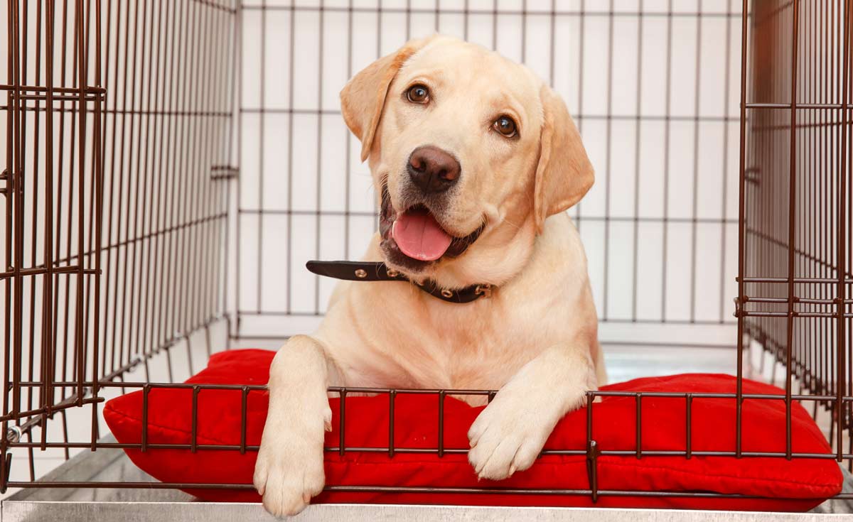 happy dog in crate