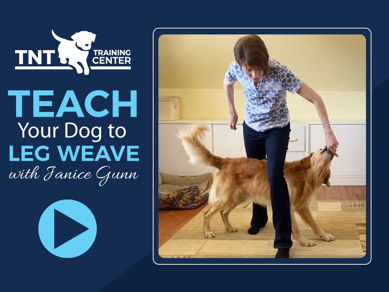 Teach your dog to weave through your legs - with Janice and golden retriever seven