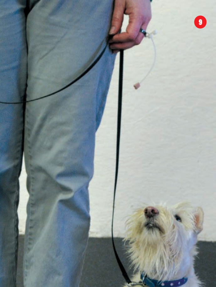 westie learning a focal point for heeling