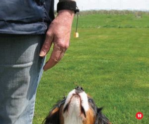 cavalier learning small dog heeling