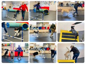 montage of dogs doing the various pieces of agility equipment