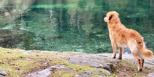 golden retriever dog stand stay by lake
