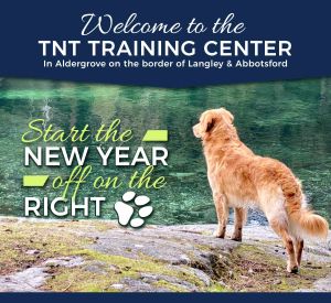 tnt dog training - golden retriever in front of lake