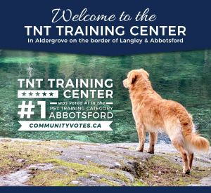 TNT voted best dog trainer in Abbotsford