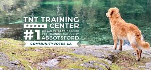 voted number 1 best dog trainer in abbotsford