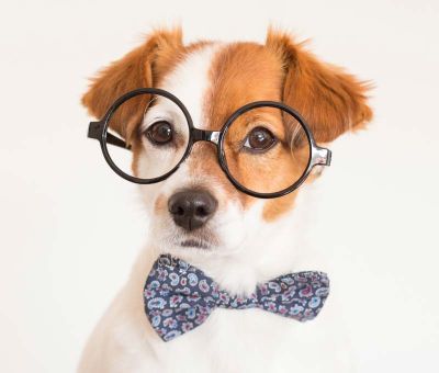small terrier with glasses