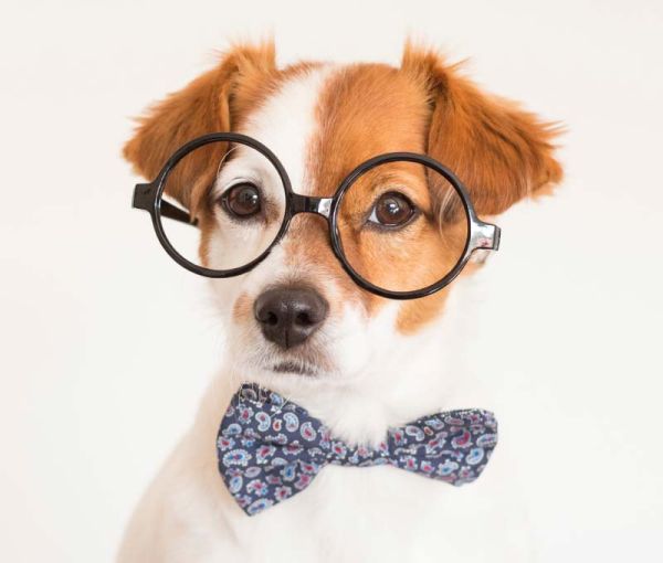 level 2 advanced dog training