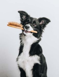border collie with brush