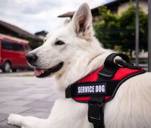 service dog in official harness