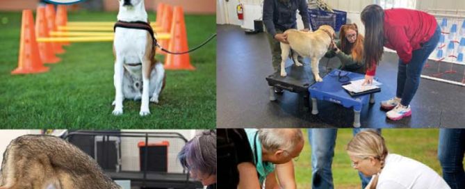 Certified Canine Fitness Trainer Seminar