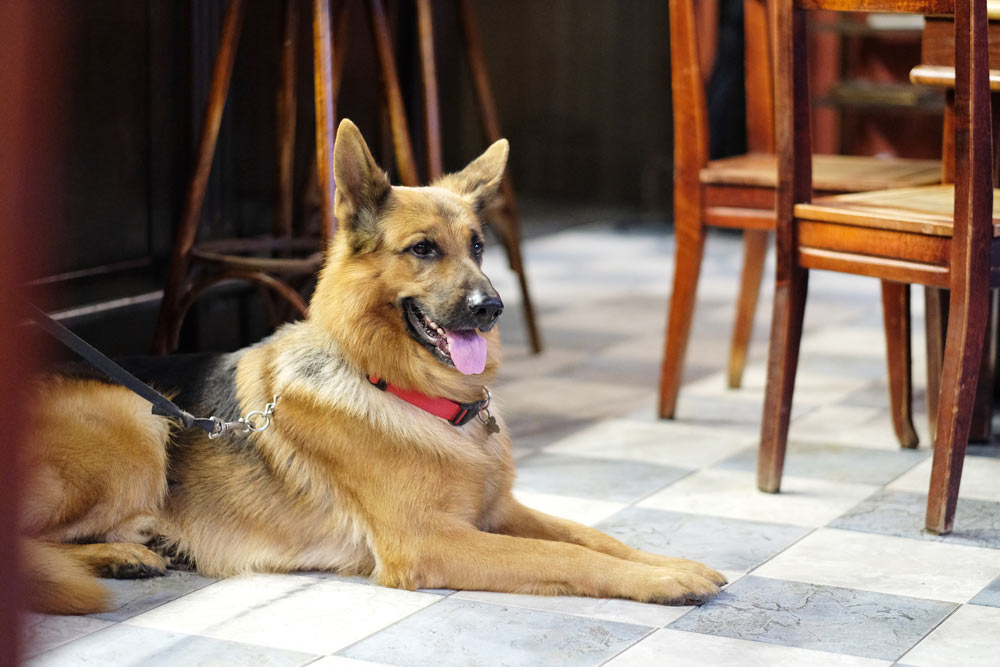 well-behaved dog at cafe