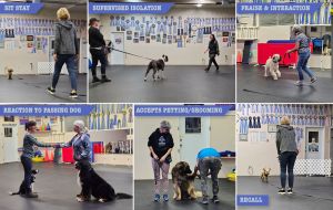 collage of TNT students doing exercises from the CGN test