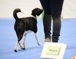 rally novice - young terrier mix heeling past the rally start sign