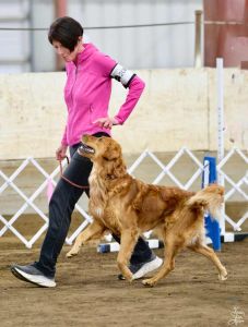 Janice Gunn doing Finger Follow in the competition obedience ring