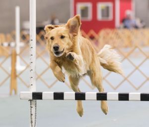 Dog Sport Foundations