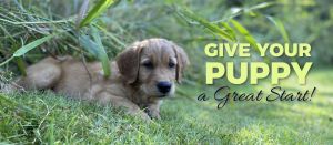 Puppy & Dog Training TNT Kennels Abbotsford
