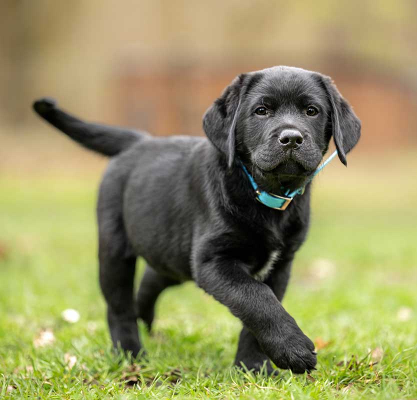 lab-puppy-bluer-collar Young Labrador puppy
