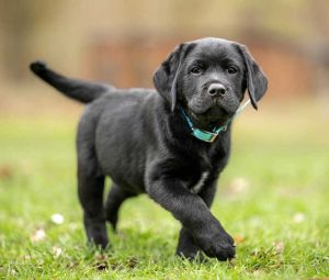 Puppy & Dog Training Classes