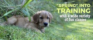 puppy & dog training at TNT Kennels Abbotsford