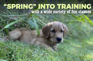 dog & puppy traning classes abbotsford