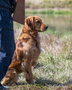 Golden Retriever - Catch