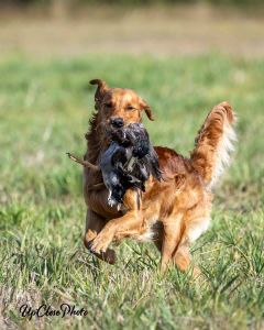 Golden Retriever, Catch with bird