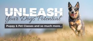 Puppy & Pet Group Classes at TNT