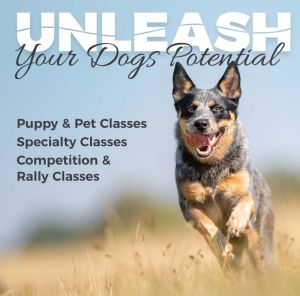 Puppy & Pet dog group classes