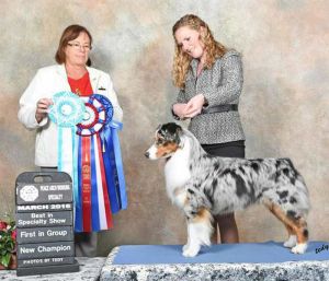 Best in Specialty Show win with show handling instructor Kimberley Van Biert & Australian Shepherd Boots