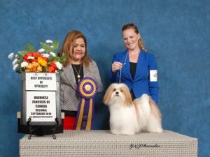 Kim's specialty win with Havanese