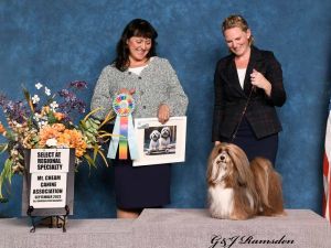 Conformation handling instructor kim with Select winning Havanese