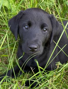 Labrador puppy, Chime