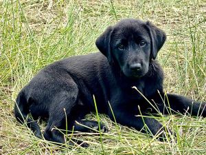 Black lab puppy, Chime