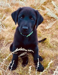 Chime, Black Lab Puppy
